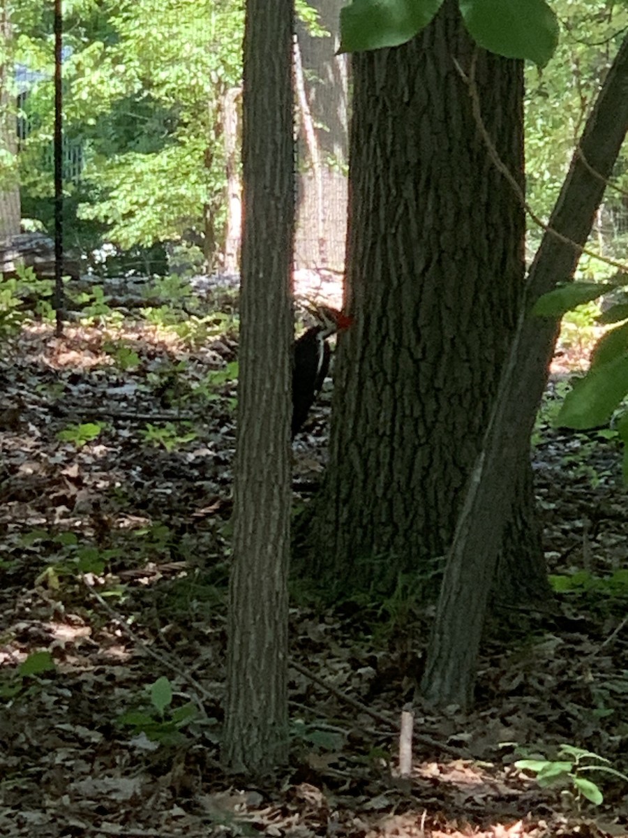 Pileated Woodpecker - ML620678952