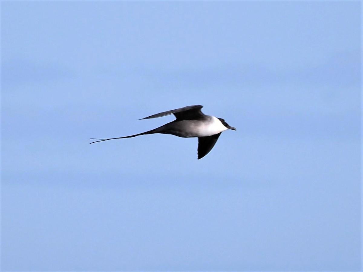 Long-tailed Jaeger - ML620678954