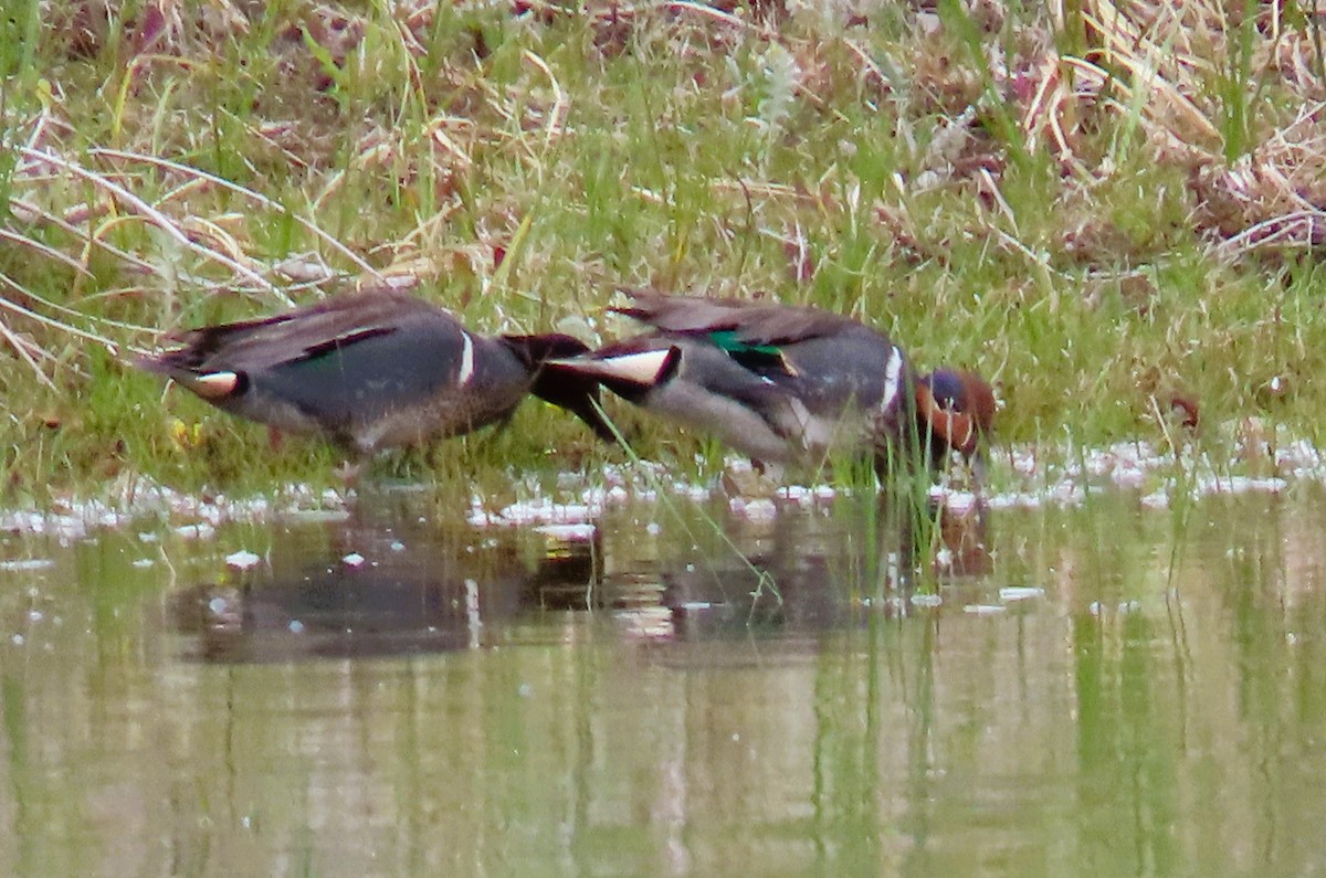 Green-winged Teal - ML620678955