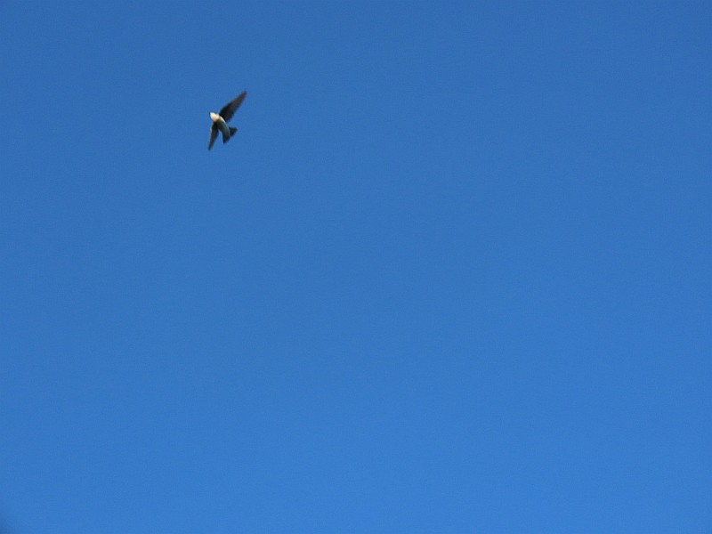 Golondrina Bicolor - ML620678957