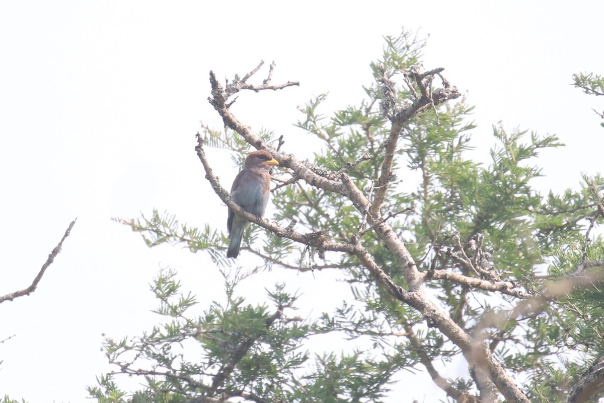 Broad-billed Roller - ML620678963