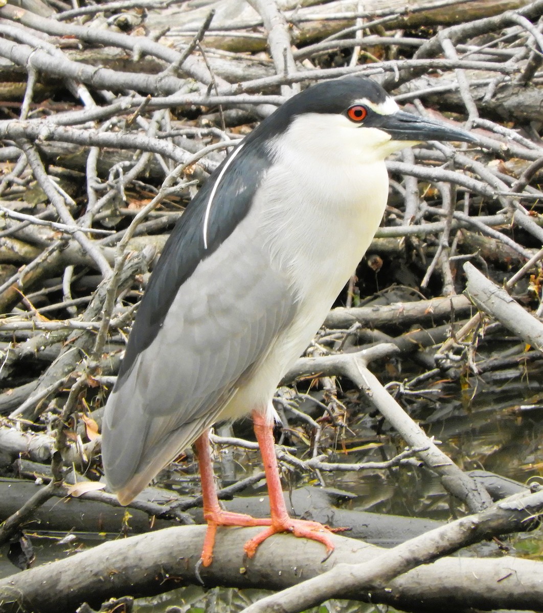 Black-crowned Night Heron - ML620678976