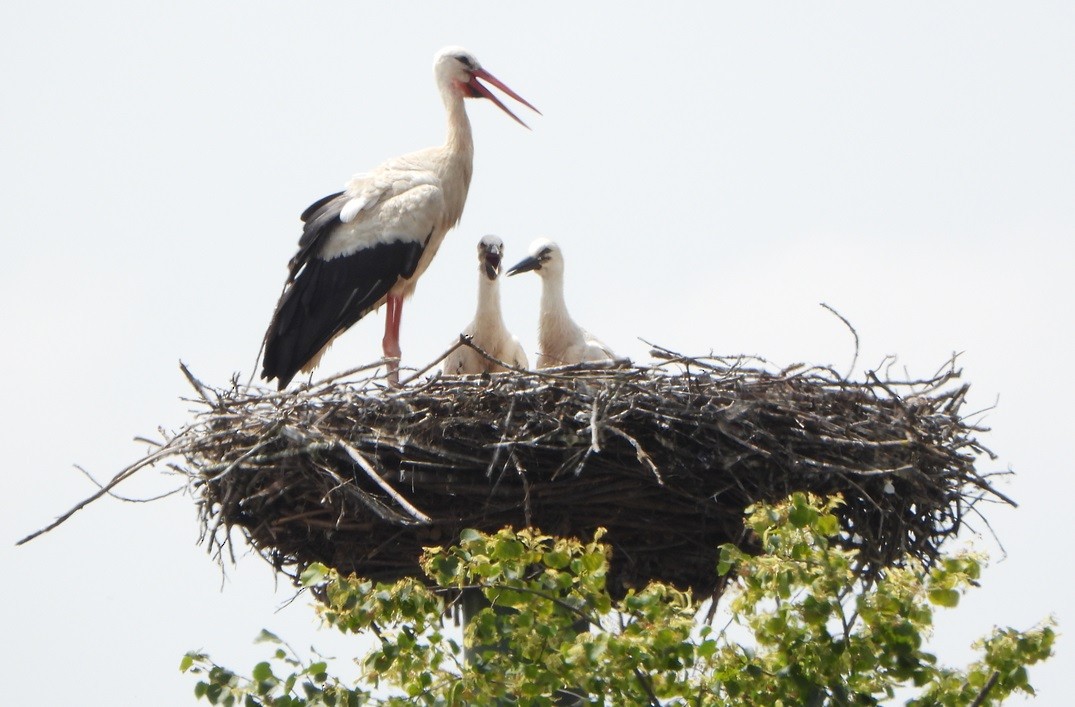 White Stork - ML620678977