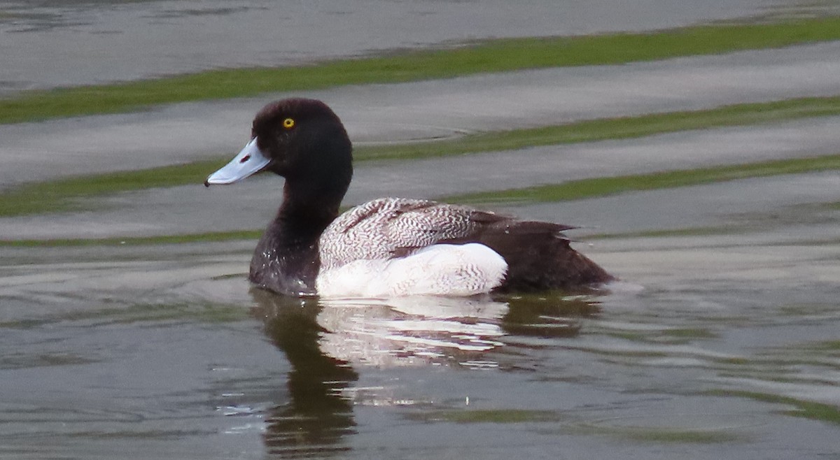 Lesser Scaup - ML620678981