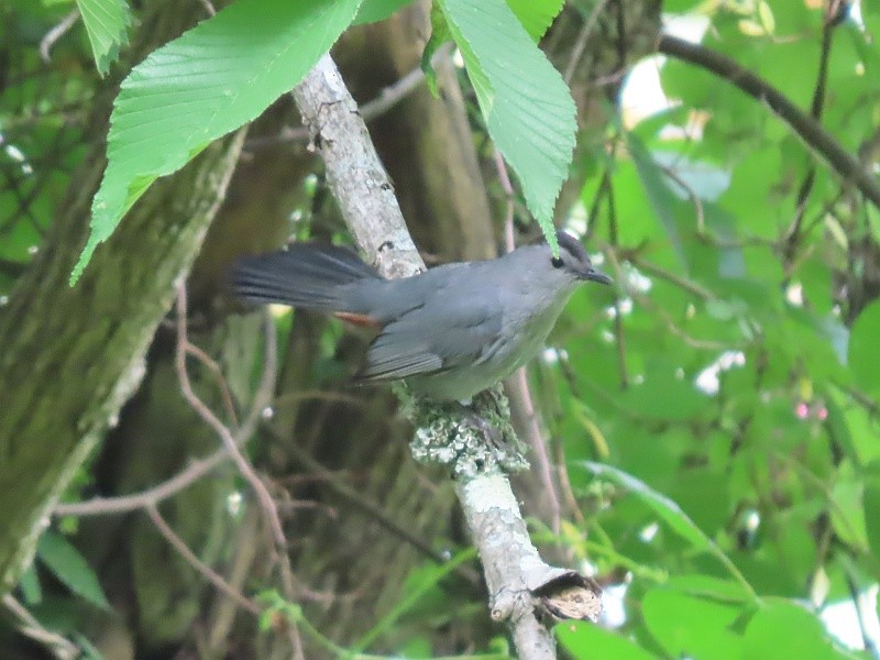 Pájaro Gato Gris - ML620678987