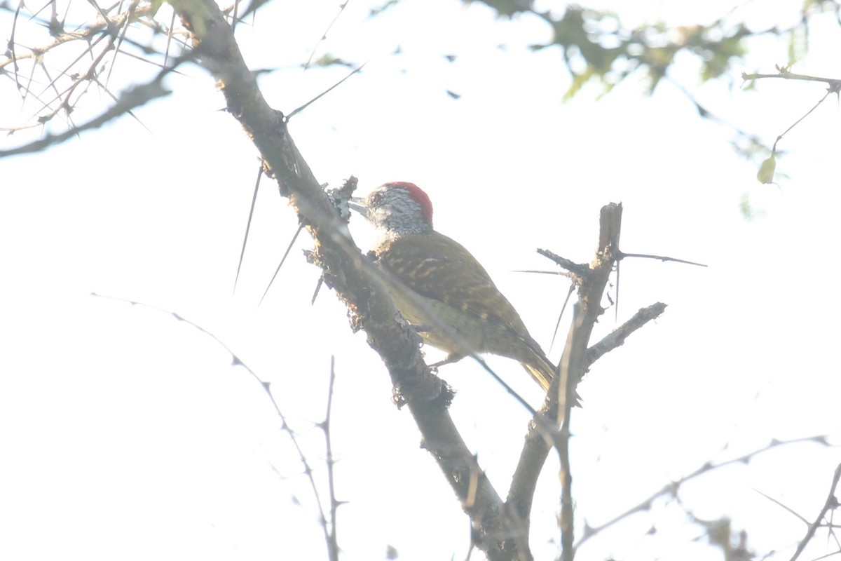 Speckle-breasted Woodpecker - ML620678989