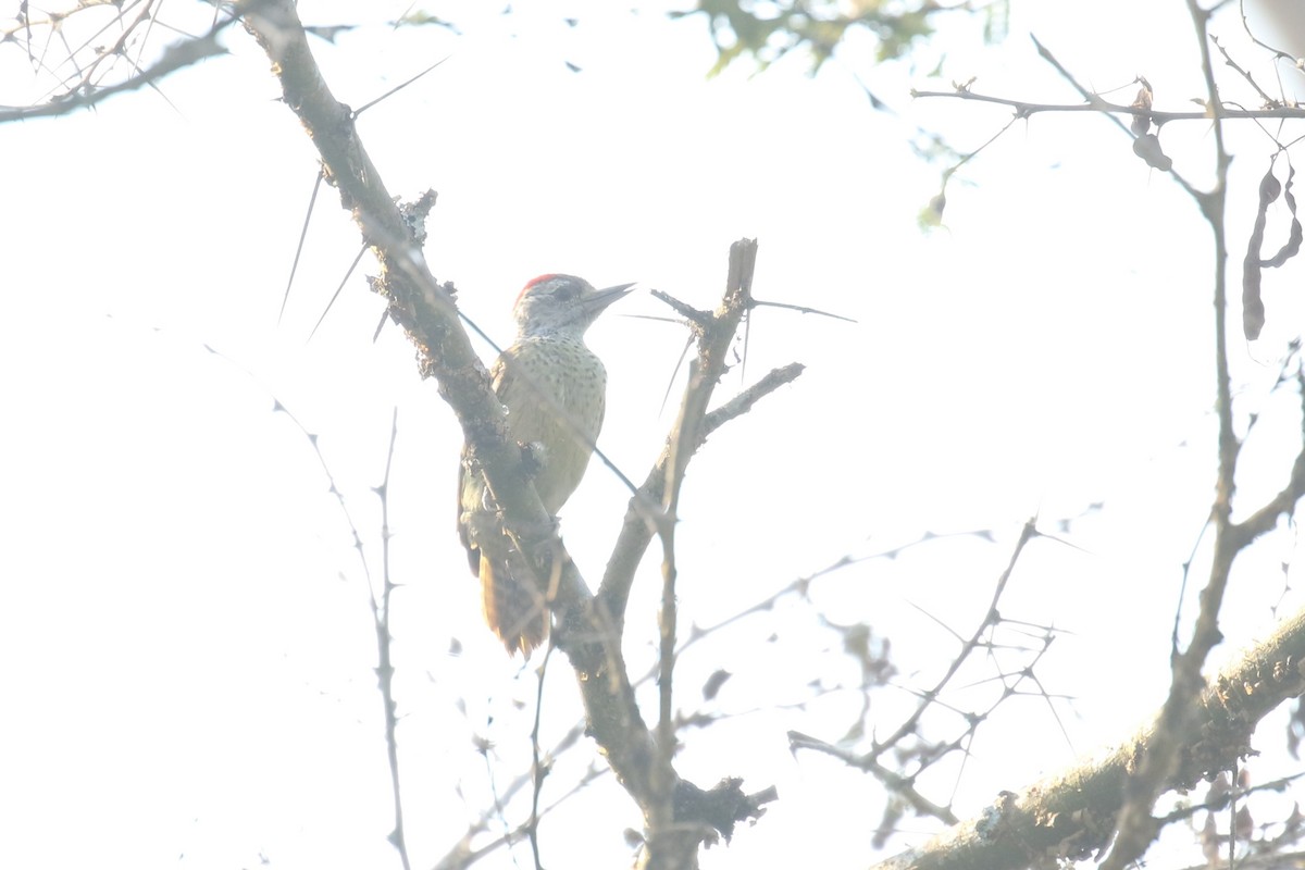 Speckle-breasted Woodpecker - ML620678990