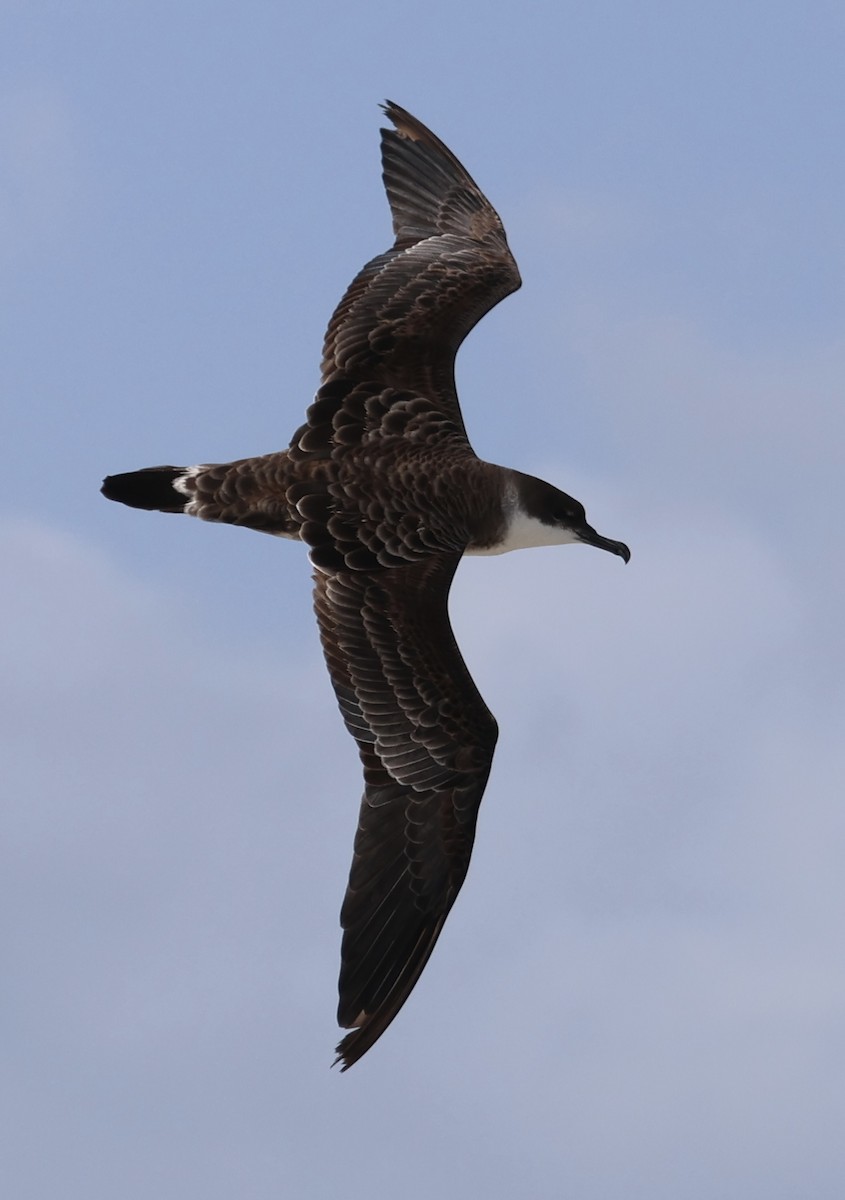 Great Shearwater - Adam Kent