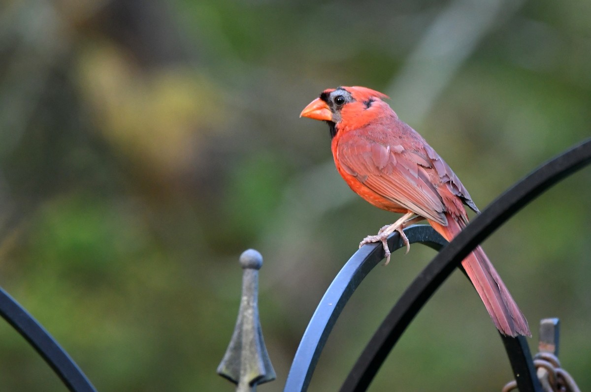 Northern Cardinal - ML620679005