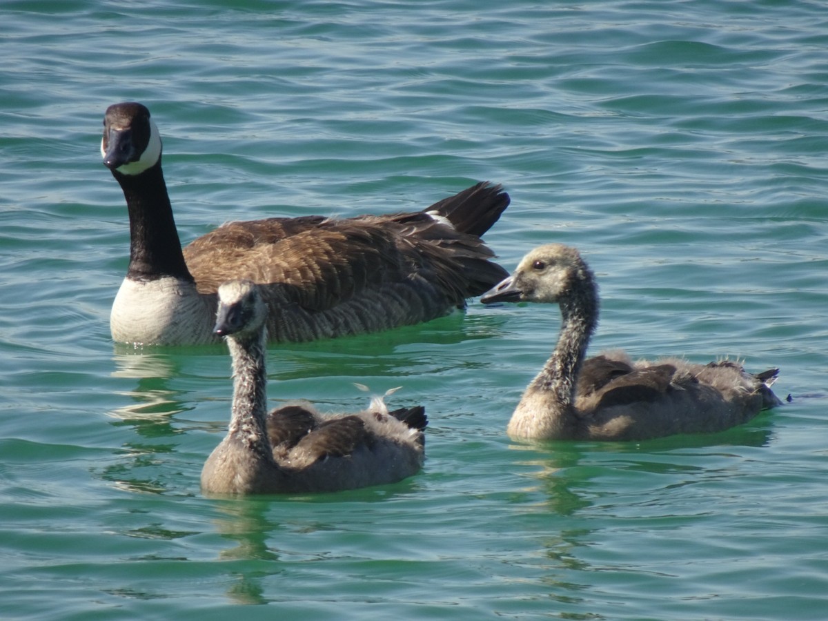 Canada Goose - ML620679006