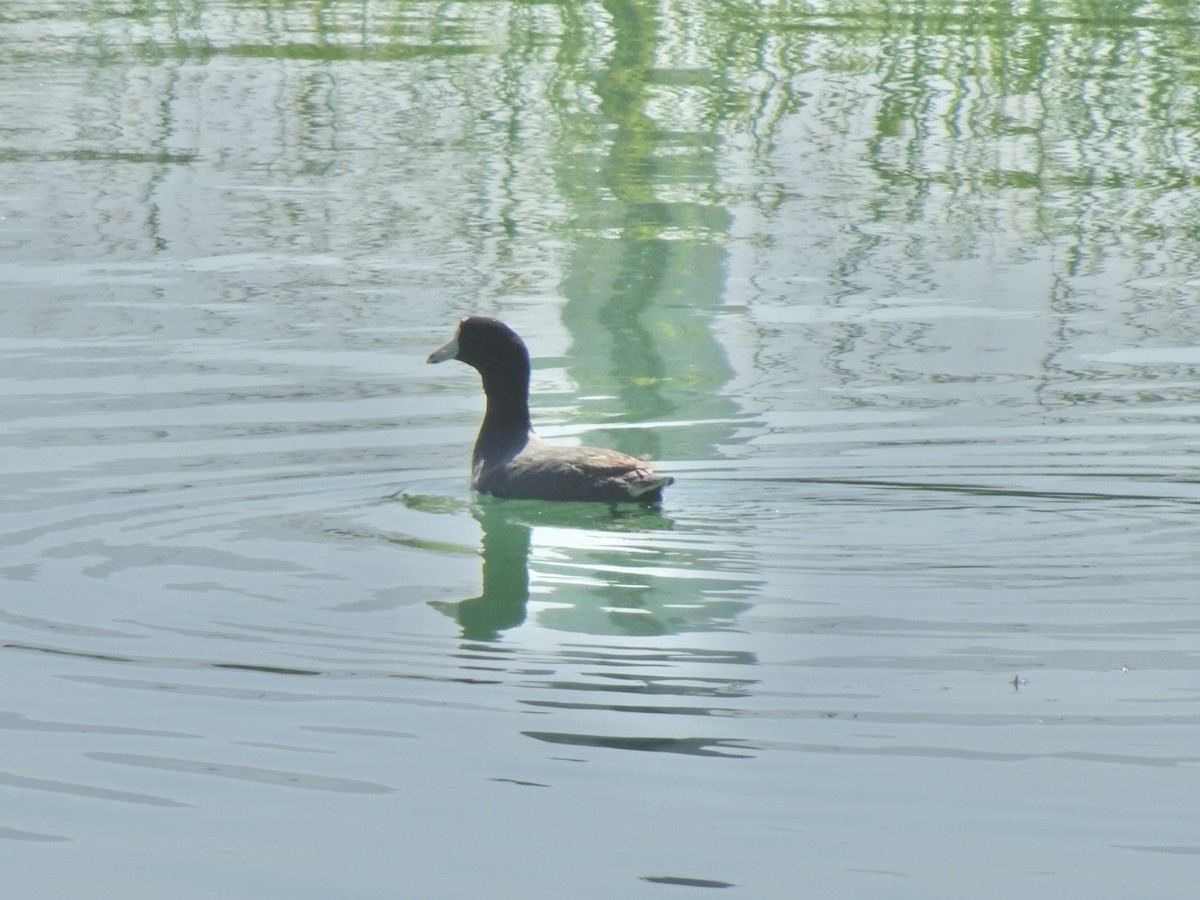 American Coot - ML620679018