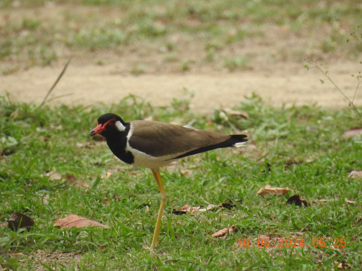 Red-wattled Lapwing - ML620679020