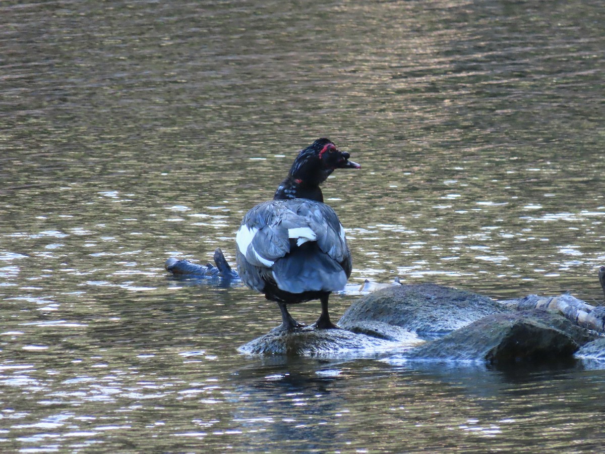 Muscovy Duck (Domestic type) - ML620679021