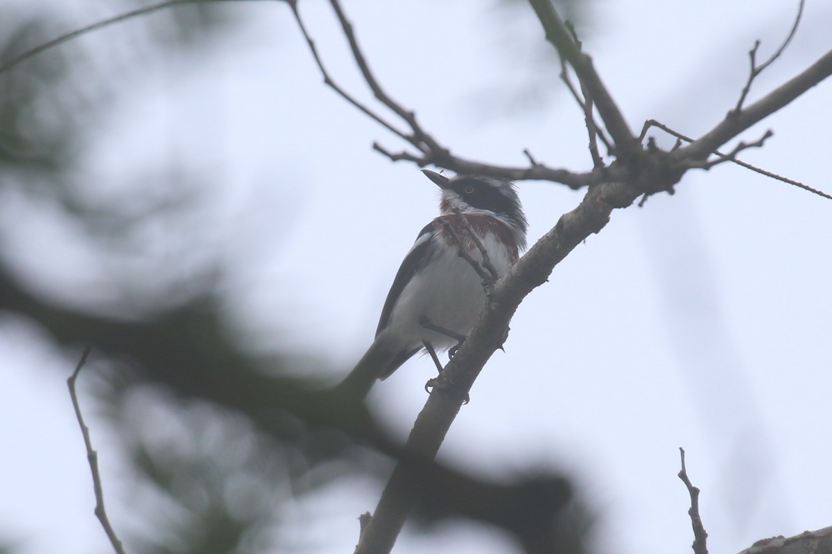 Chinspot Batis - ML620679022