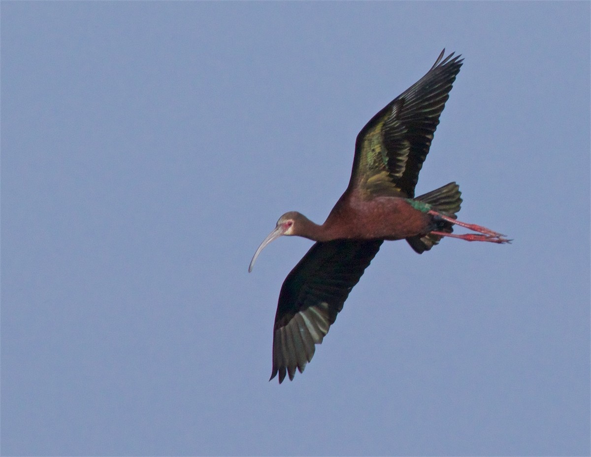ibis americký - ML620679023