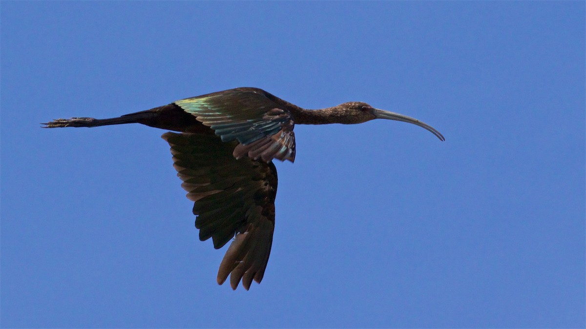 White-faced Ibis - ML620679025