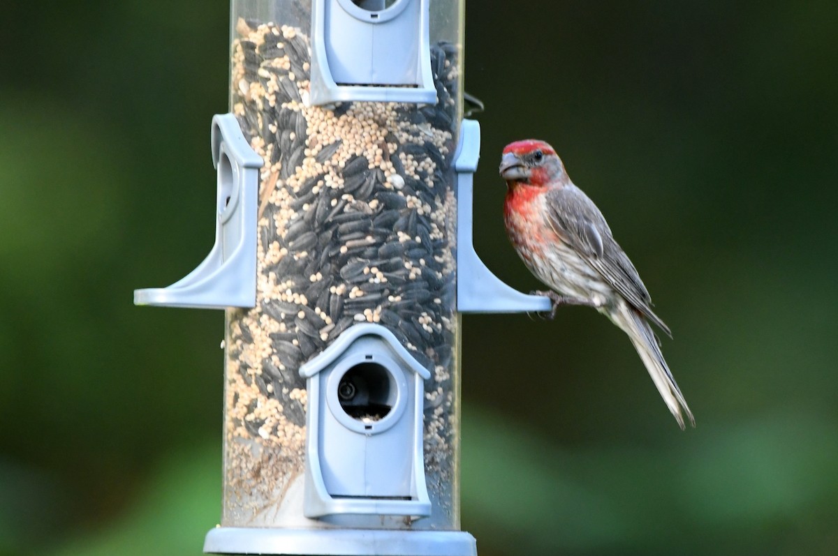 House Finch - ML620679027