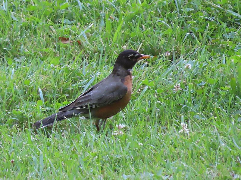 American Robin - ML620679028