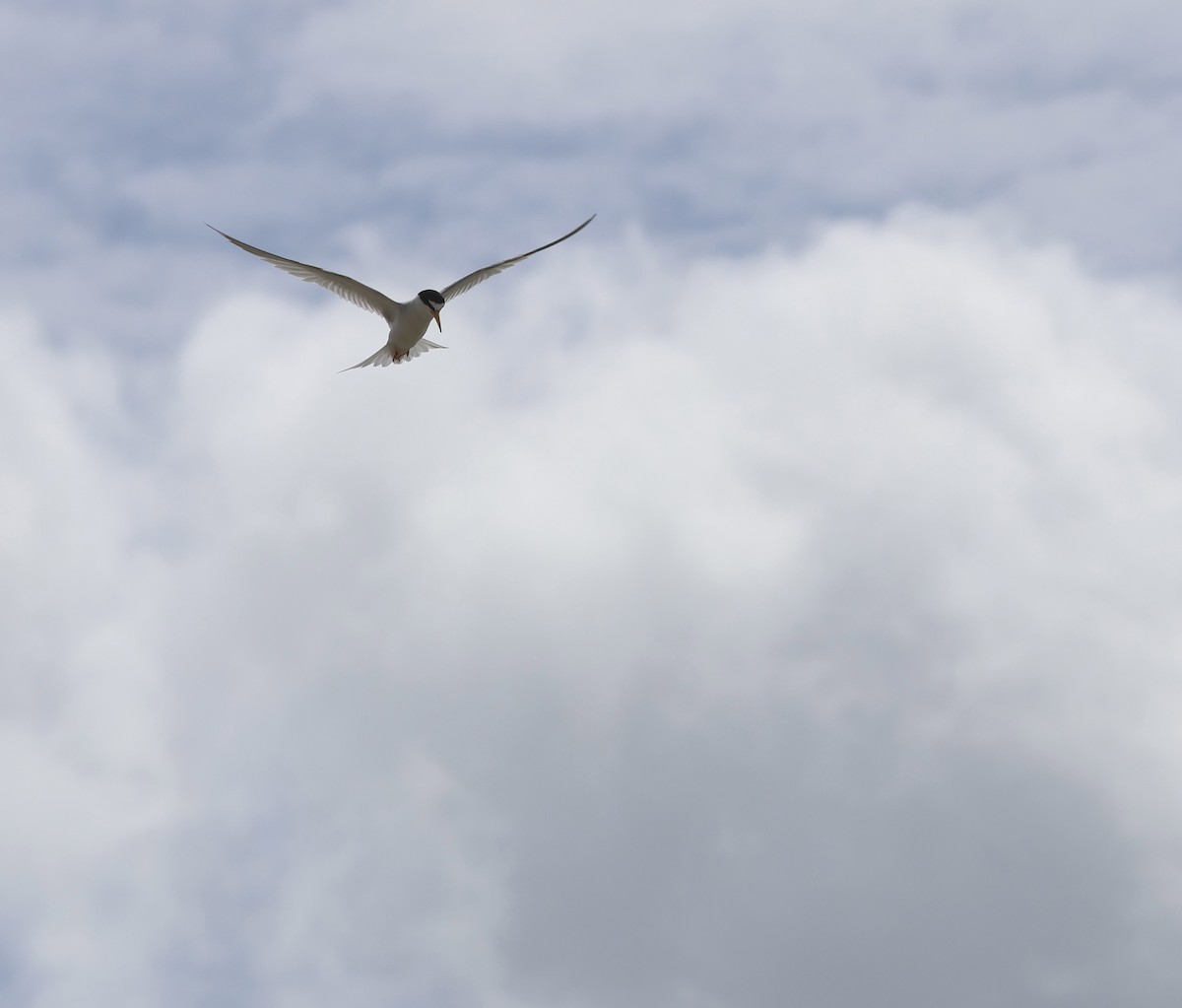 Least Tern - ML620679035