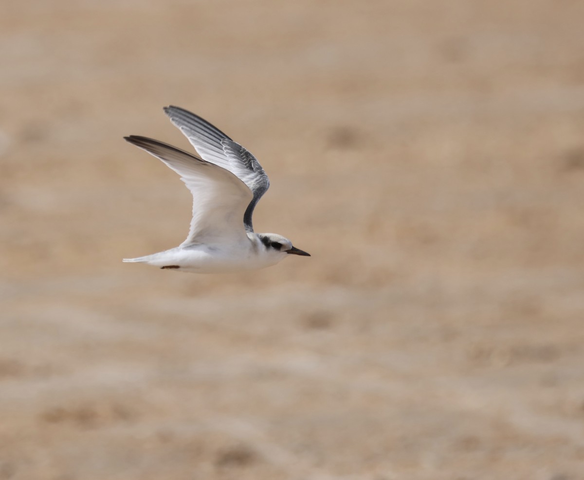 Least Tern - ML620679036