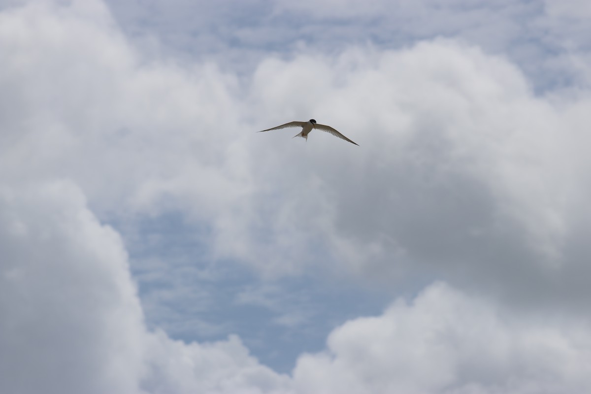 Least Tern - ML620679038