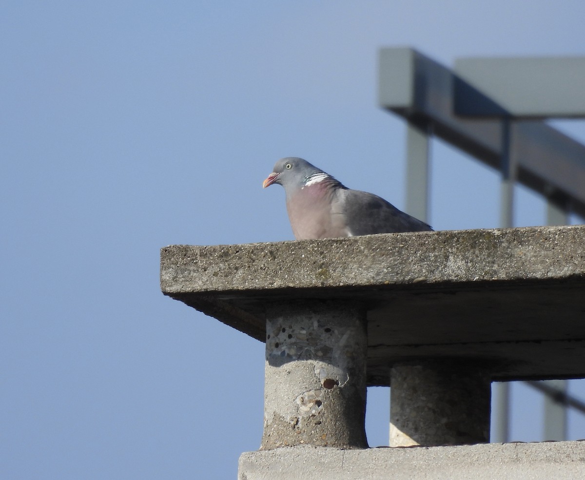 Common Wood-Pigeon - Michelle Bélanger