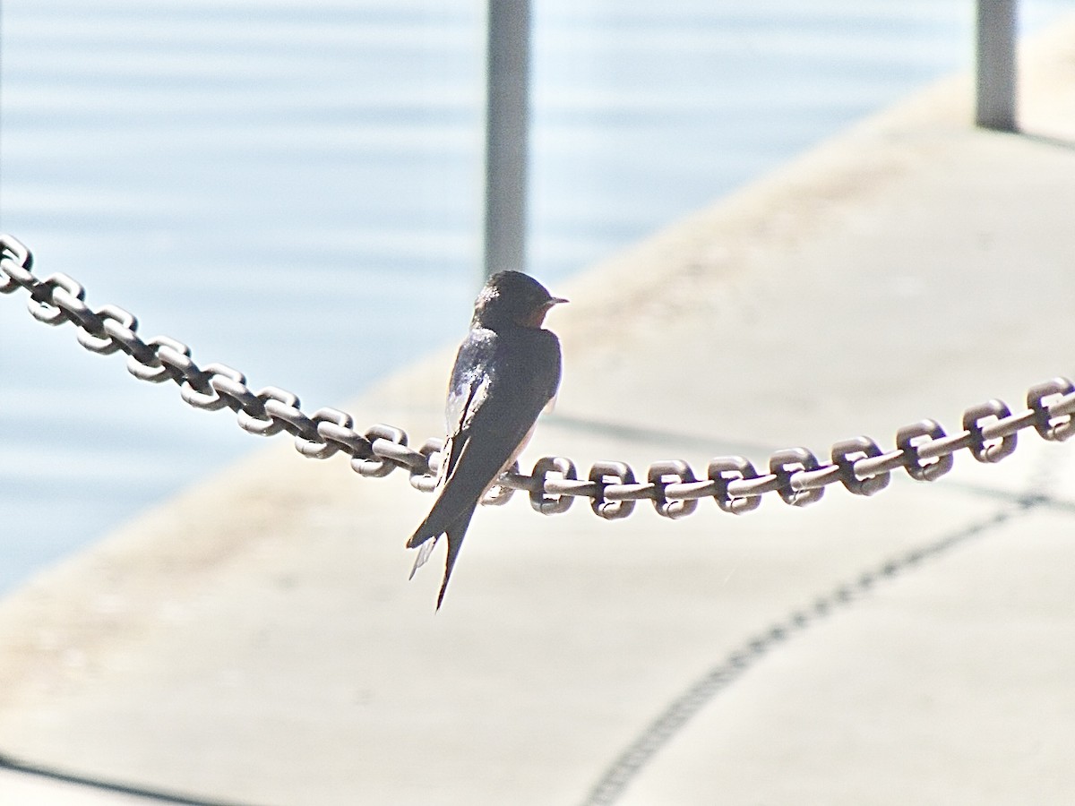 Barn Swallow - ML620679040