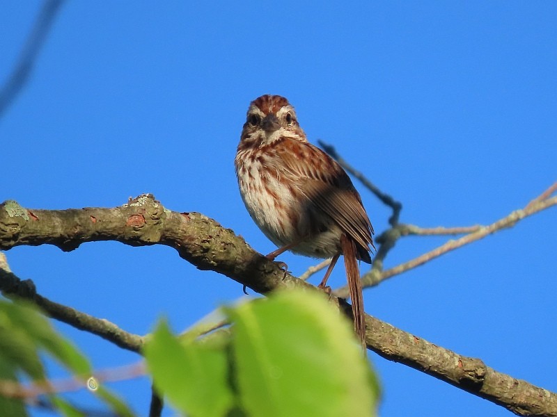 Song Sparrow - ML620679041