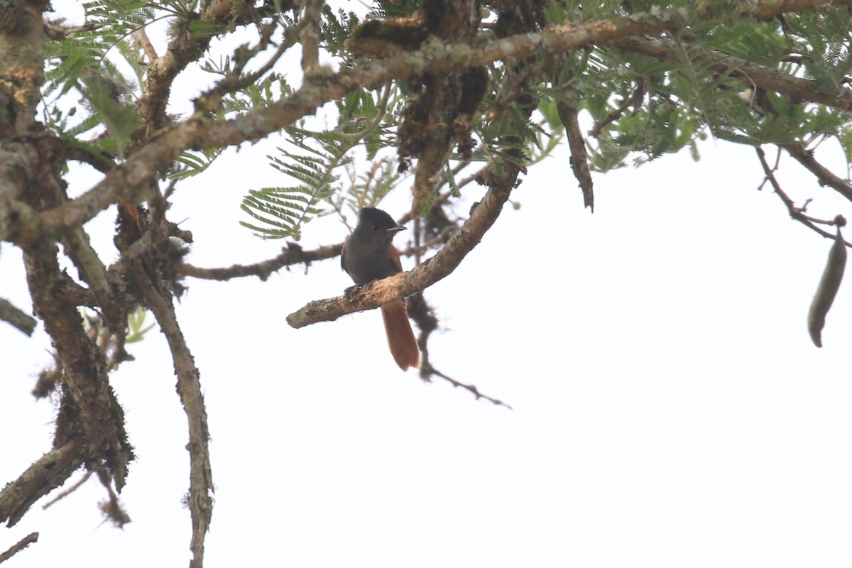 African Paradise-Flycatcher - ML620679044