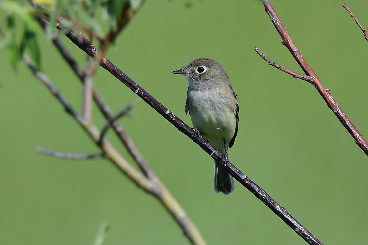 Least Flycatcher - ML620679045