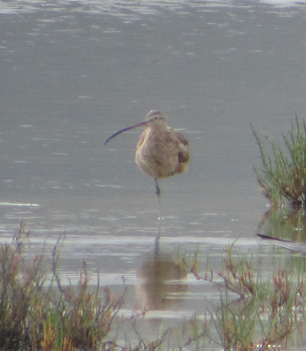 Long-billed Curlew - ML620679049