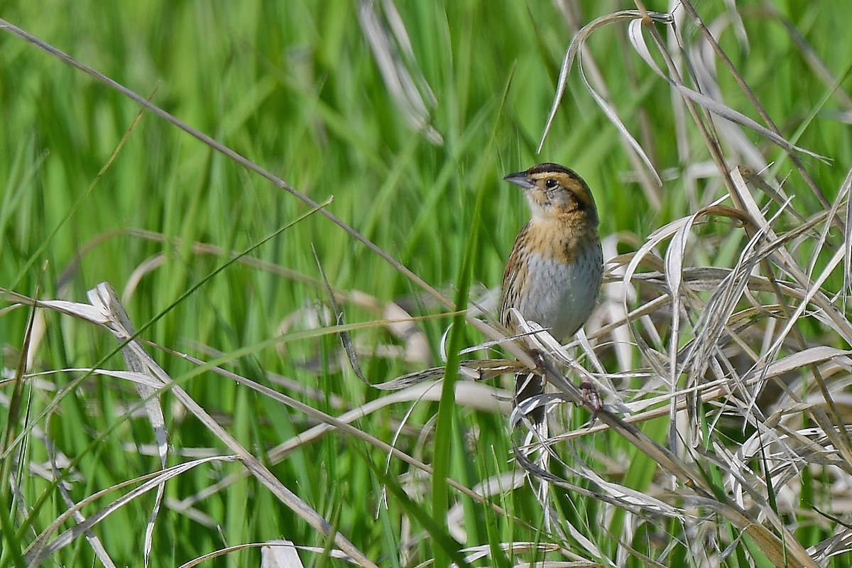 Nelson's Sparrow - ML620679054