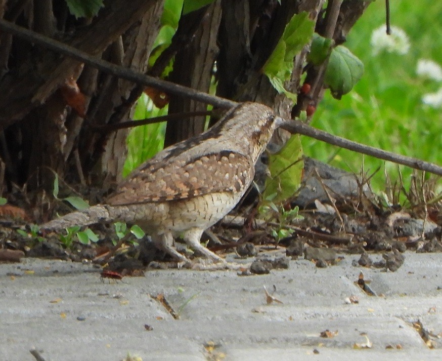 Eurasian Wryneck - ML620679057