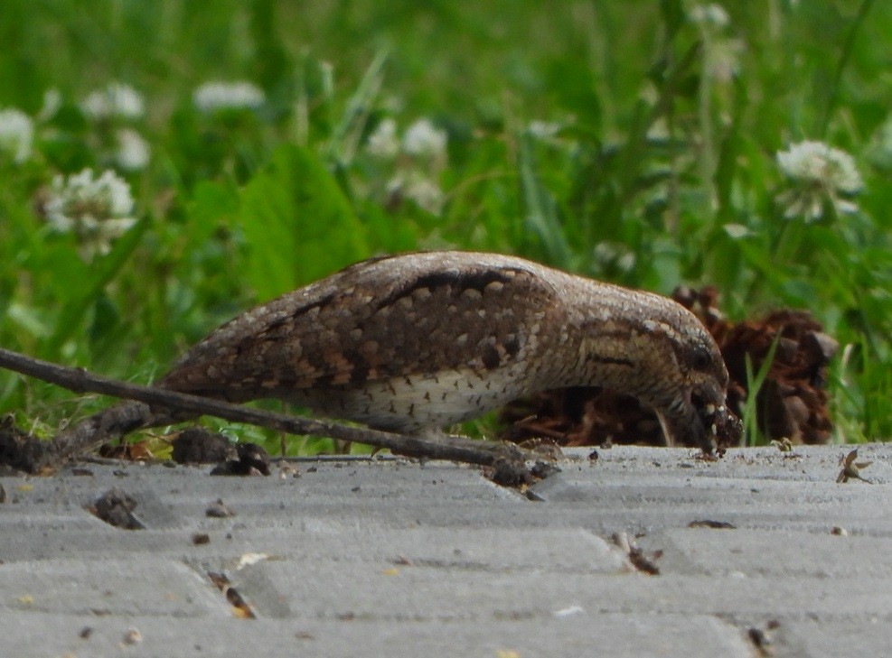 Eurasian Wryneck - ML620679058