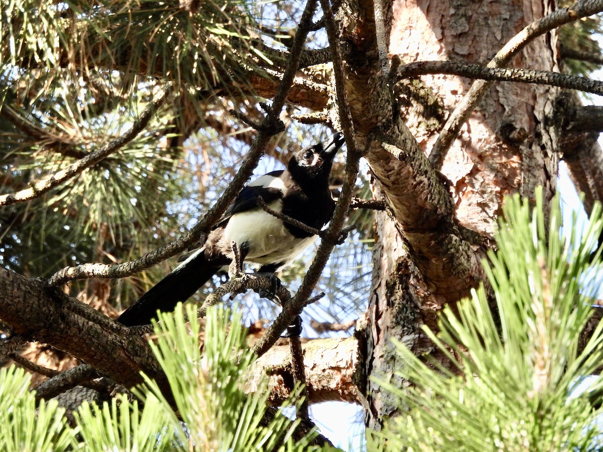 Eurasian Magpie - ML620679060