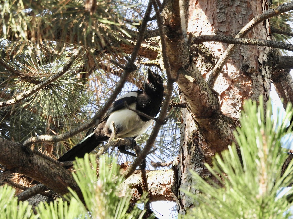 Eurasian Magpie - ML620679063