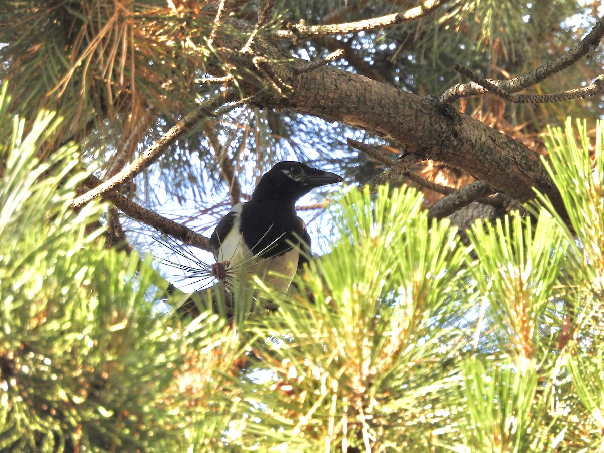 Eurasian Magpie - ML620679064