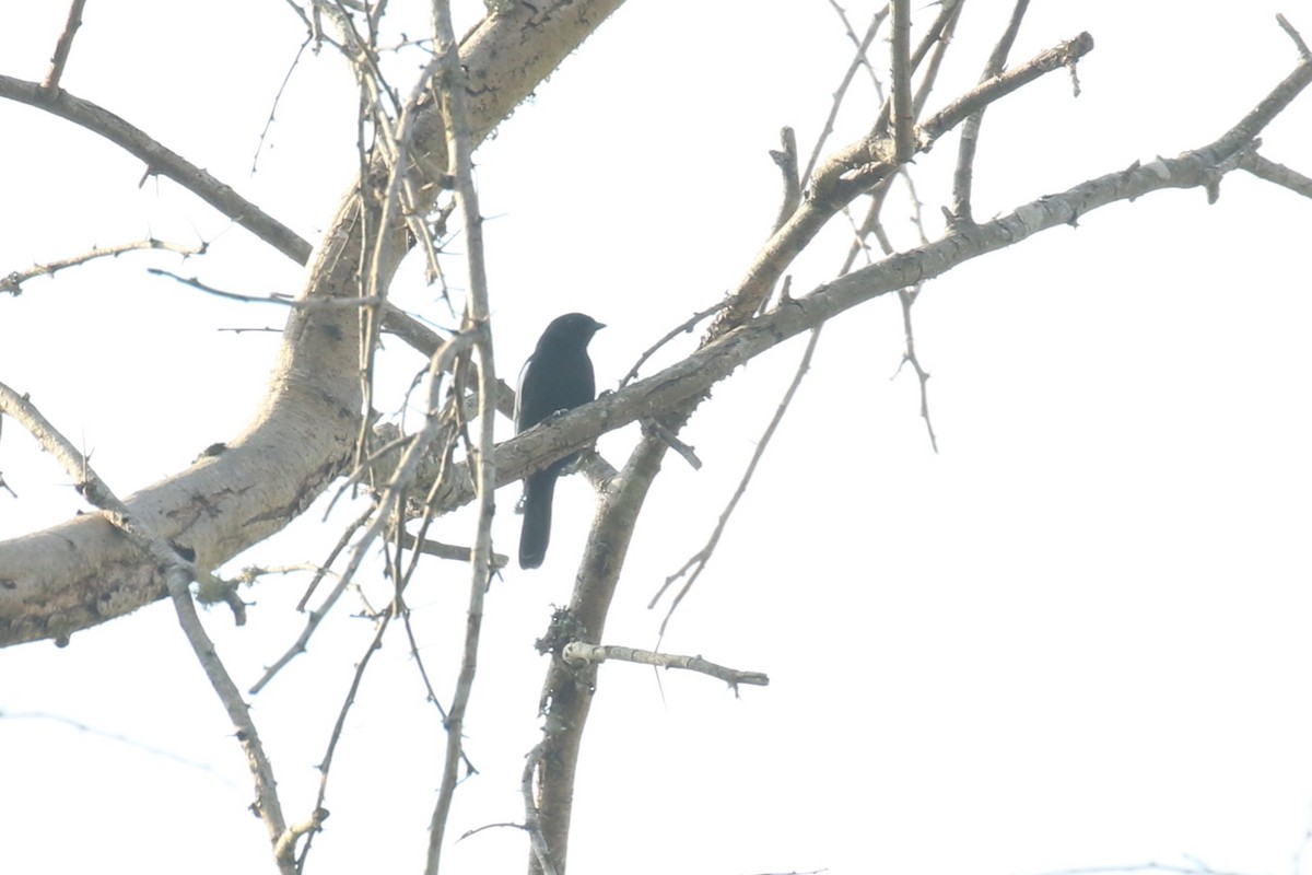 White-winged Black-Tit - ML620679066