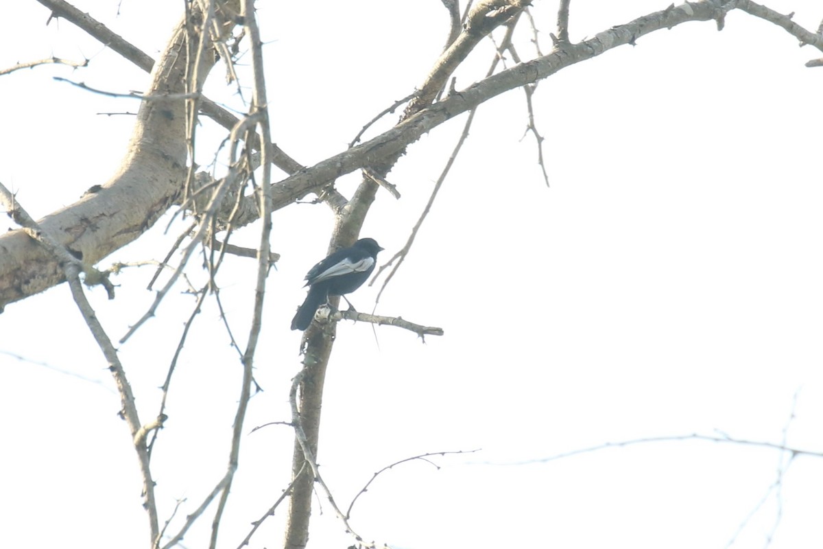 White-winged Black-Tit - ML620679067