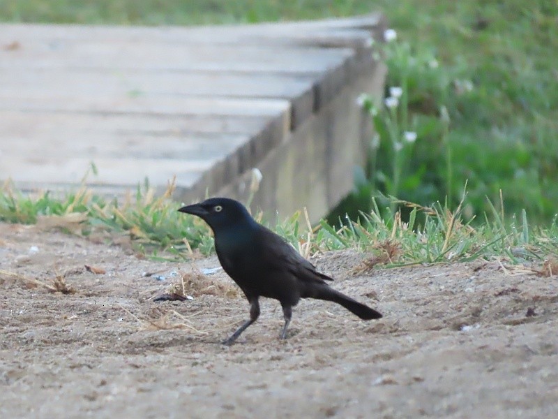 Common Grackle - ML620679081