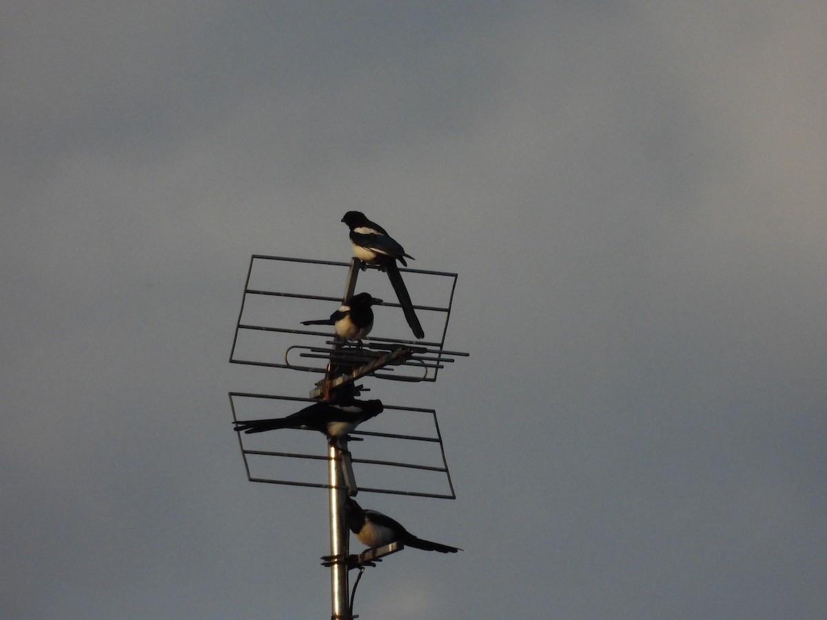 Eurasian Magpie - ML620679085