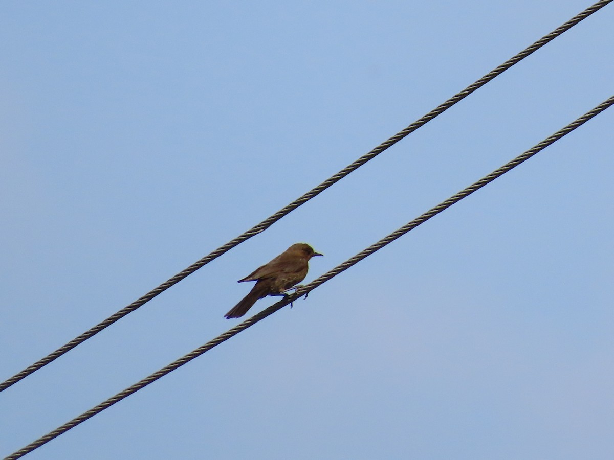 Brown Rock Chat - ML620679086