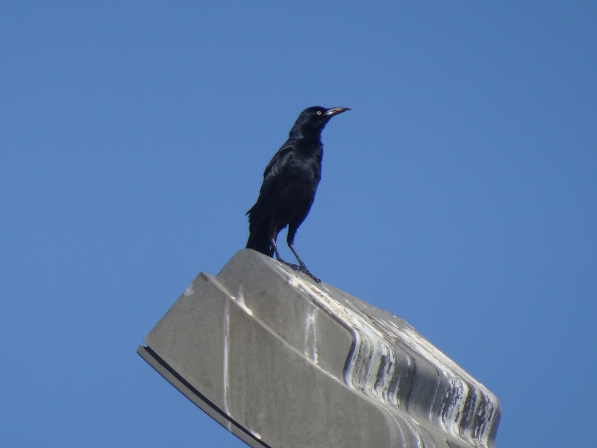 Great-tailed Grackle - ML620679089