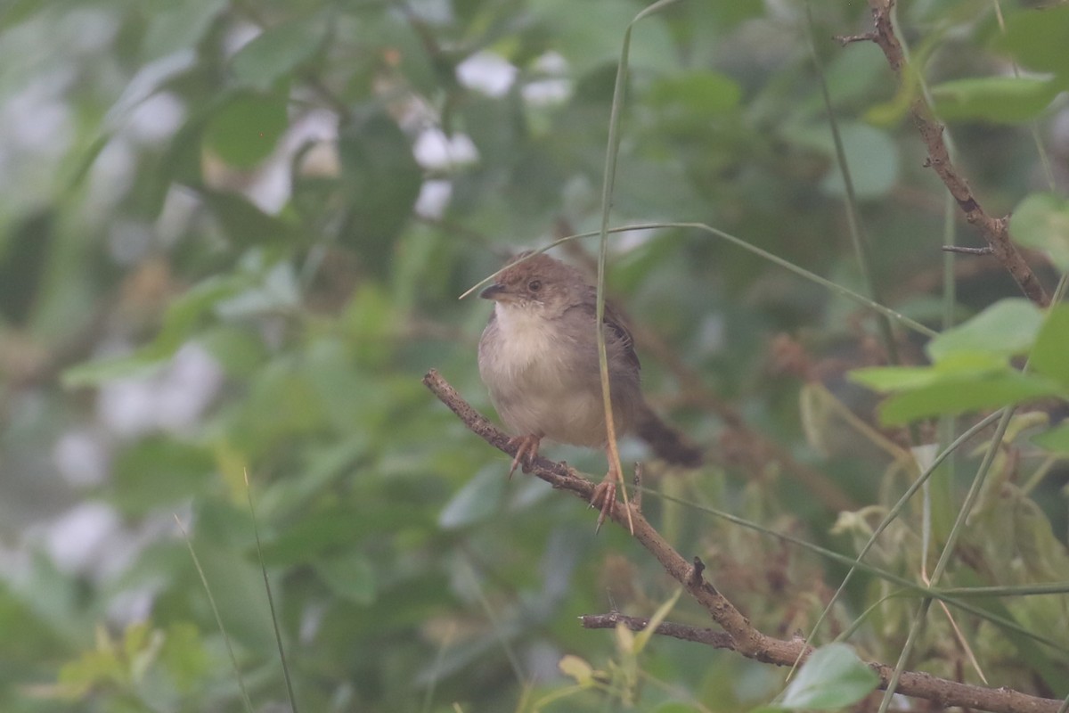 Rattling Cisticola - ML620679091