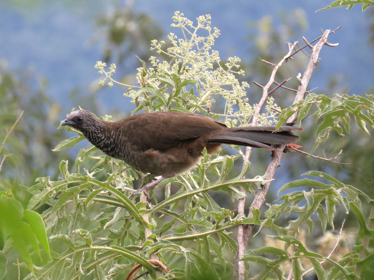 Chachalaca Moteada (guttata/subaffinis) - ML620679095