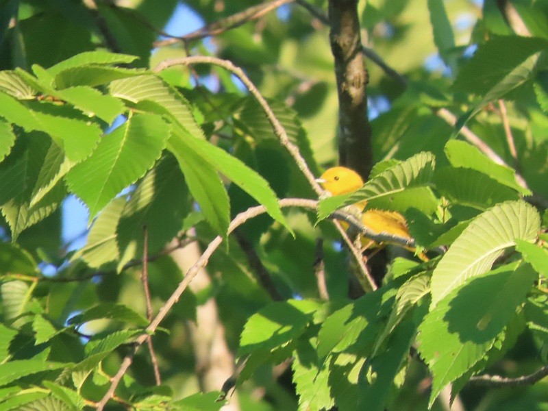 Paruline jaune - ML620679096