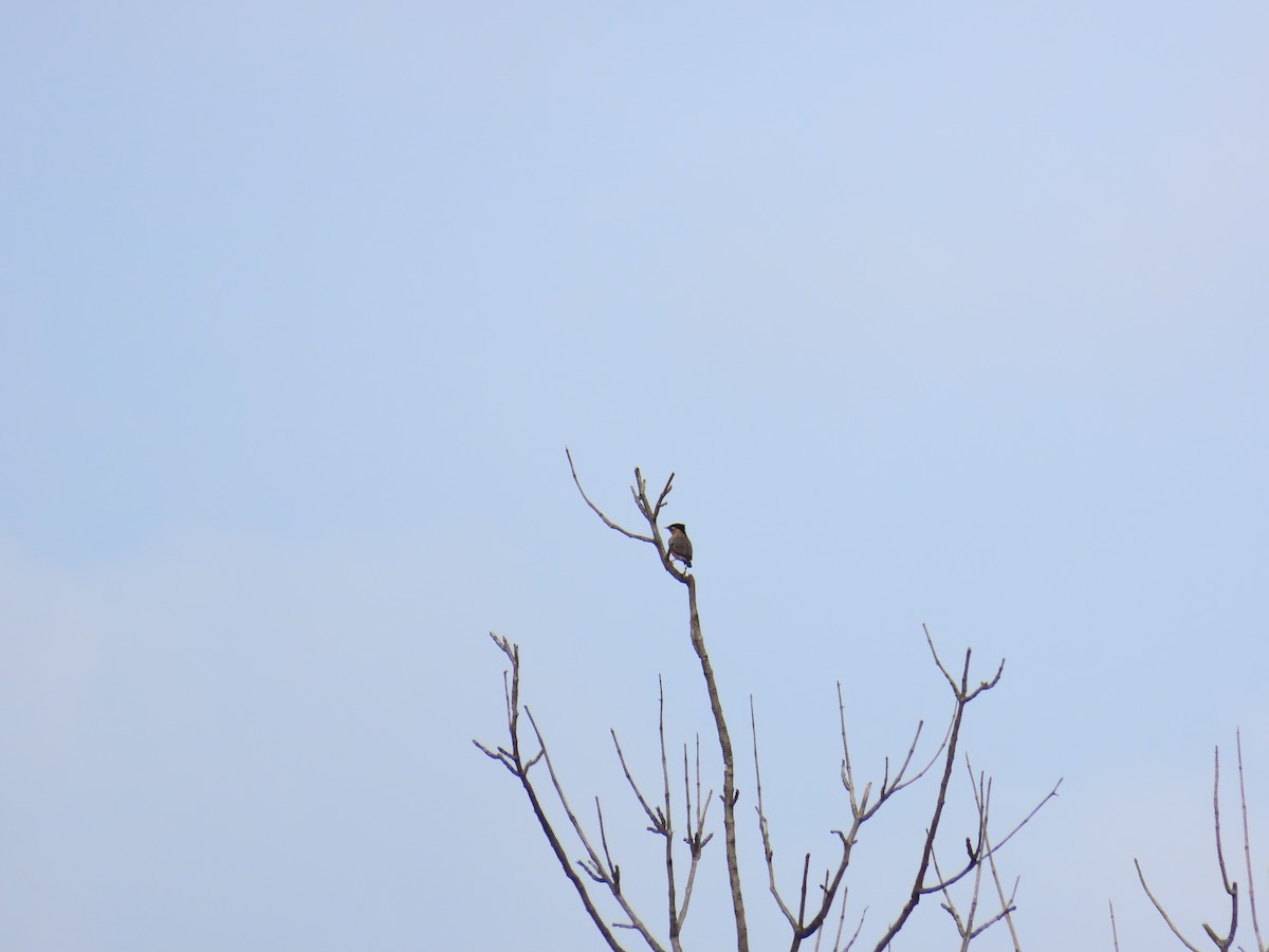 Brahminy Starling - ML620679097