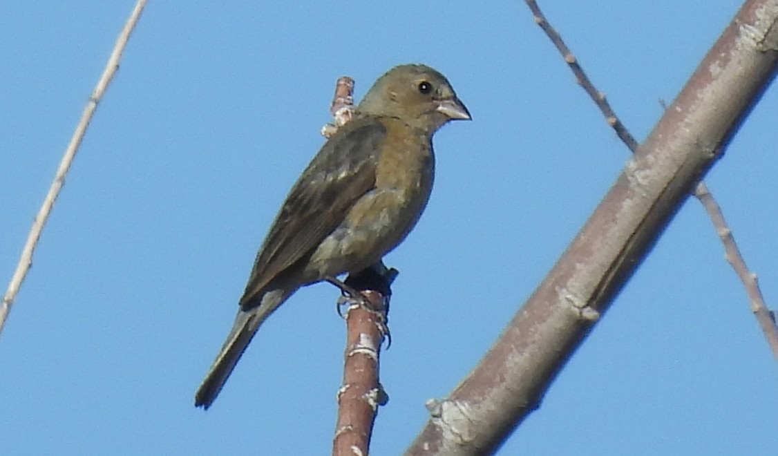 tanımsız Passeriformes sp. - ML620679098