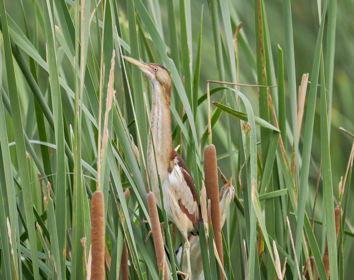 Least Bittern - ML620679105