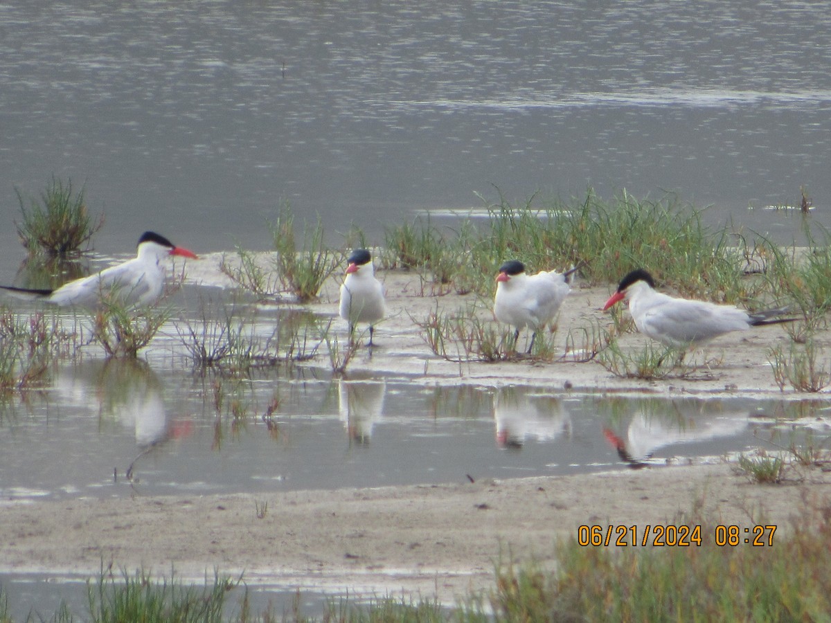 Caspian Tern - ML620679107